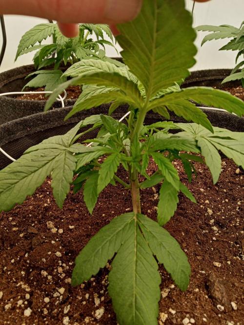 Strawberry Gorilla. Week 3