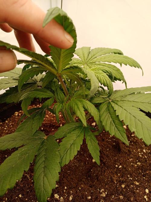 Strawberry Gorilla. Week 3