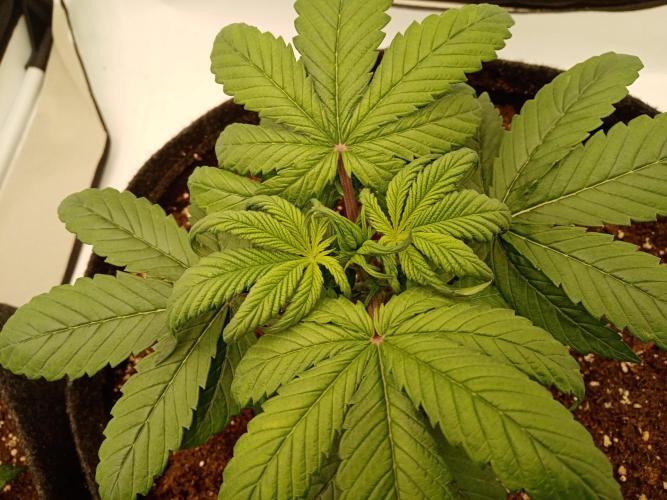Strawberry Gorilla. Week 3