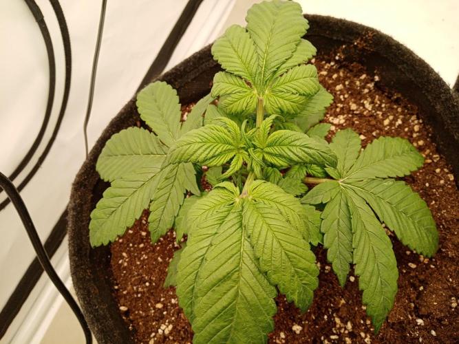 Strawberry Gorilla. Week 3