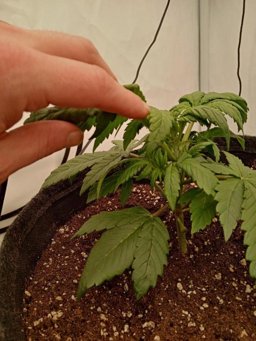 Strawberry Gorilla. Week 3