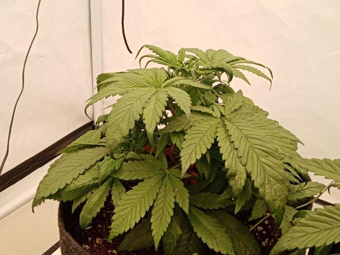 Strawberry Gorilla. Week 4