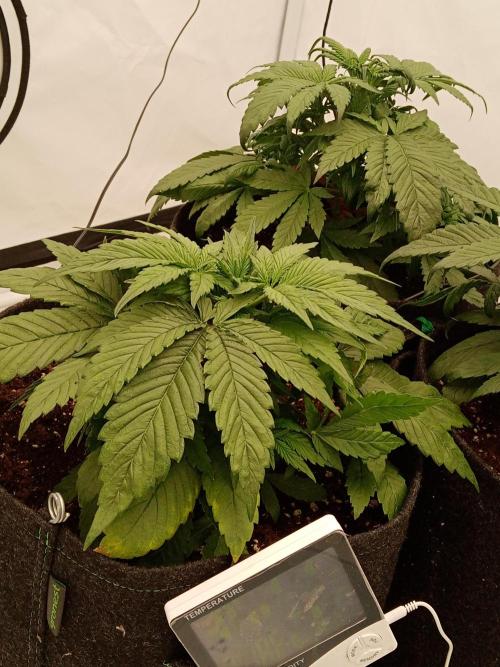 Strawberry Gorilla. Week 4