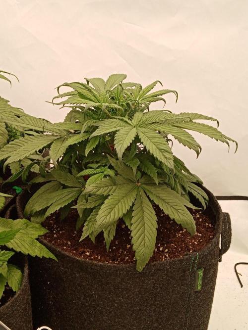 Strawberry Gorilla. Week 4