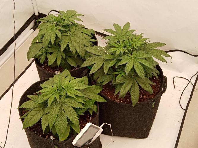 Strawberry Gorilla. Week 4