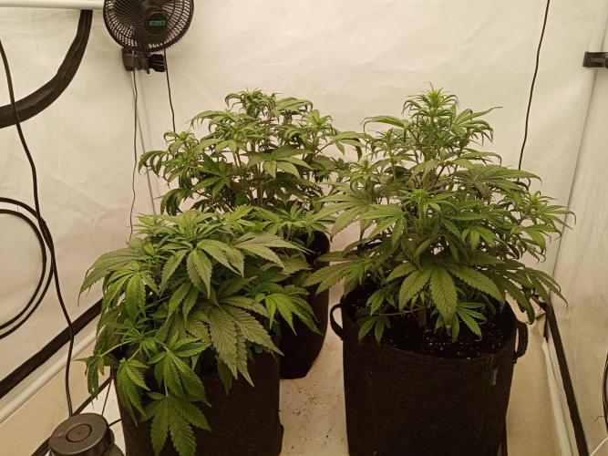 Strawberry Gorilla. Week 5