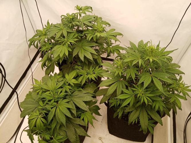 Strawberry Gorilla. Week 5