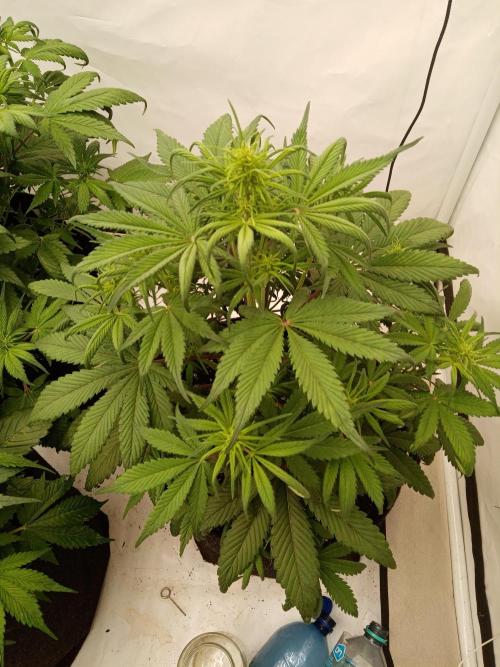 Strawberry Gorilla. Week 5
