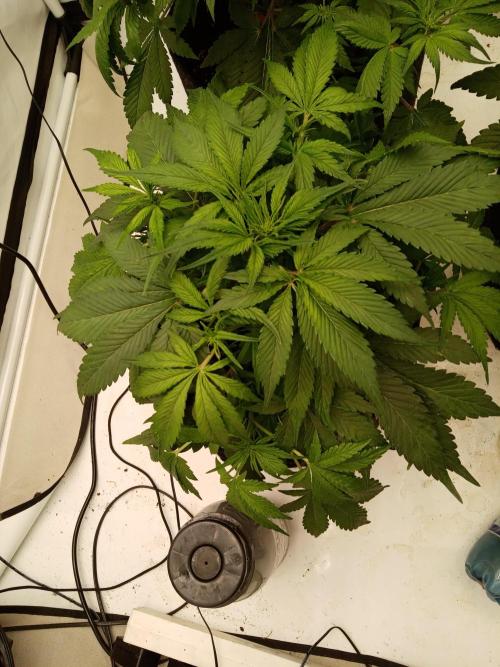 Strawberry Gorilla. Week 5