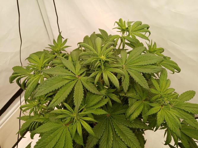 Strawberry Gorilla. Week 5