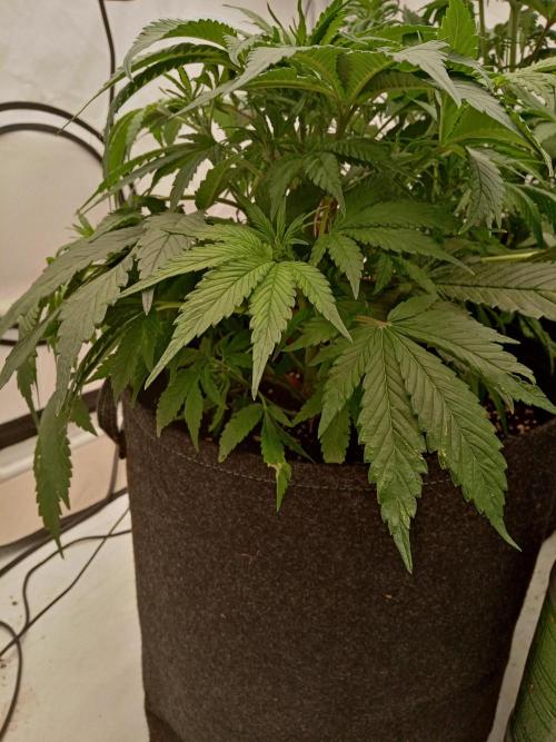 Strawberry Gorilla. Week 5