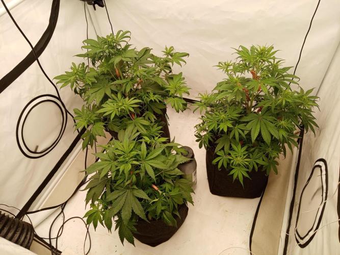 Strawberry Gorilla. Week 5 - a bit more defoliation and lst