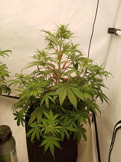 Strawberry Gorilla. Week 5 - a bit more defoliation and lst
