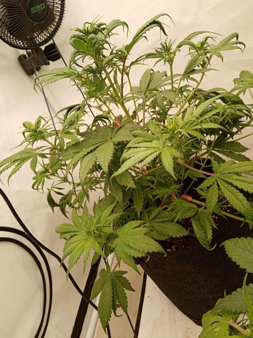 Strawberry Gorilla. Week 5 - a bit more defoliation and lst
