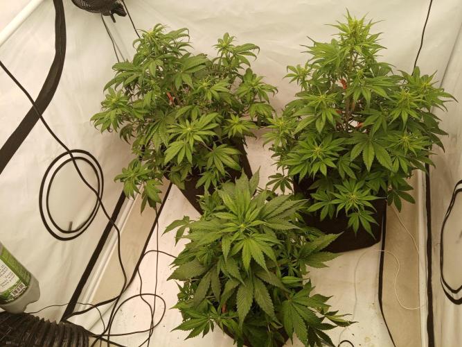 Strawberry Gorilla. Week 5 - They still keep stretching:)