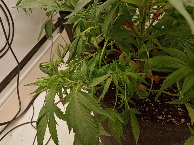 Strawberry Gorilla. Week 5 - The small bushy one......she grows really dense