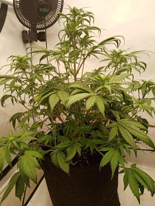 Strawberry Gorilla. Week 5 - She really is my favourite........