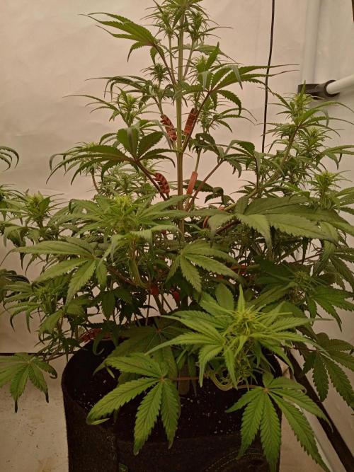 Strawberry Gorilla. Week 5 - My second choice, the one I ripped off two arms