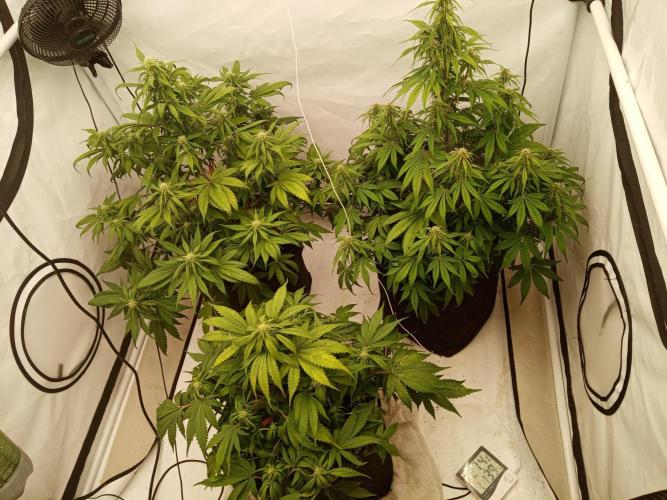 Strawberry Gorilla. Week 6