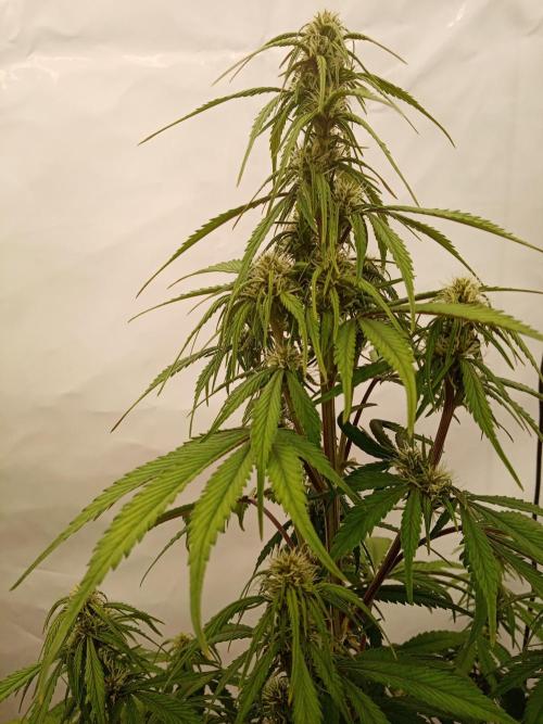 Strawberry Gorilla. Week 6