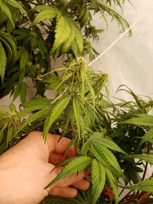 Strawberry Gorilla. Week 6