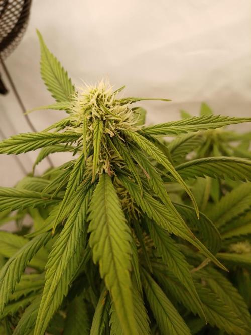 Strawberry Gorilla. Week 6