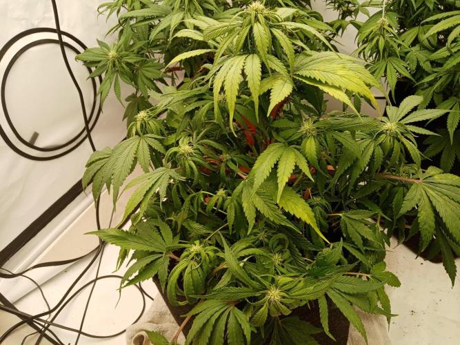 Strawberry Gorilla. Week 6