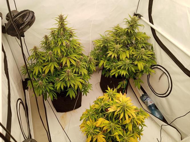 Strawberry Gorilla. Week 7