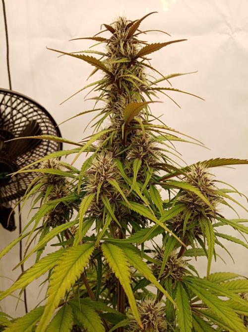 Strawberry Gorilla. Week 7