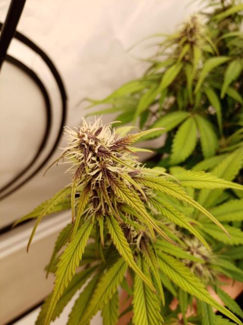 Strawberry Gorilla. Week 7