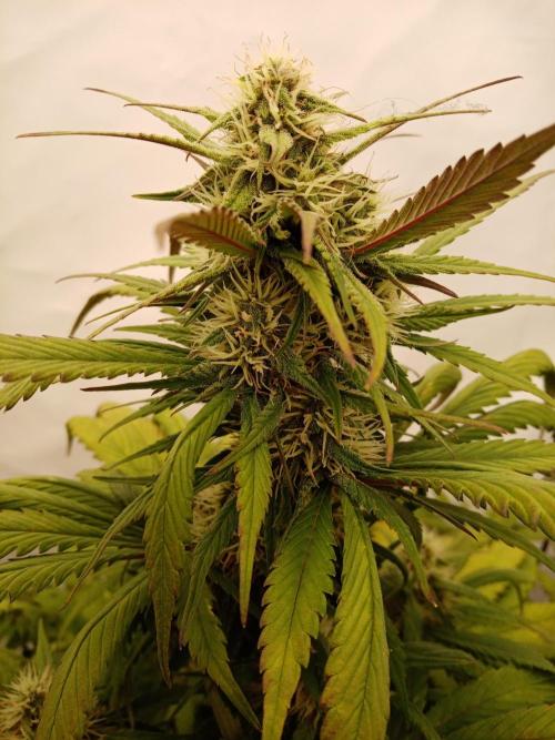 Strawberry Gorilla. Week 7