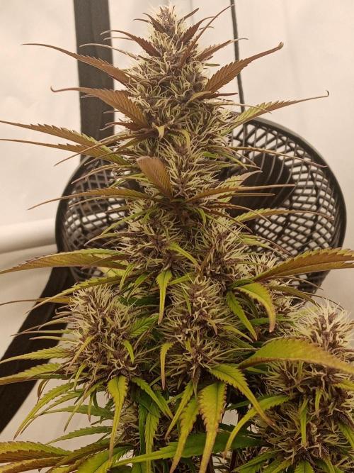 Strawberry Gorilla. Week 7 - Day19