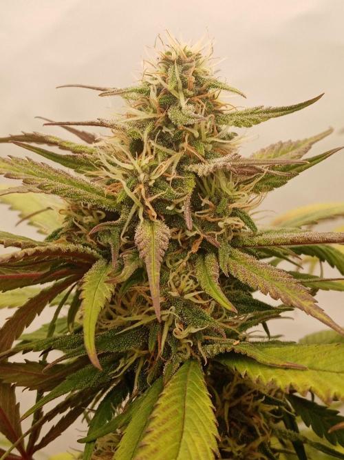 Strawberry Gorilla. Week 7 - day19