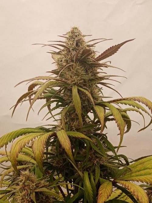 Strawberry Gorilla. Week 7 - day19