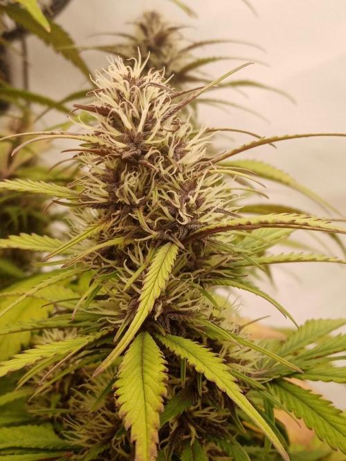 Strawberry Gorilla. Week 7 - day19
