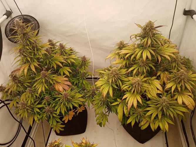 Strawberry Gorilla. Week 8
