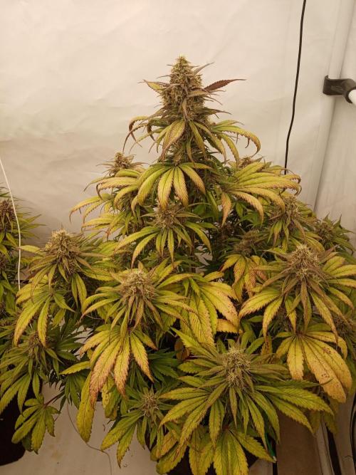 Strawberry Gorilla. Week 8