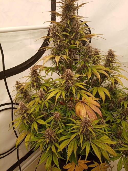 Strawberry Gorilla. Week 8