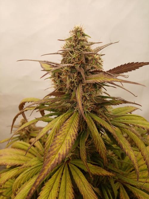 Strawberry Gorilla. Week 8