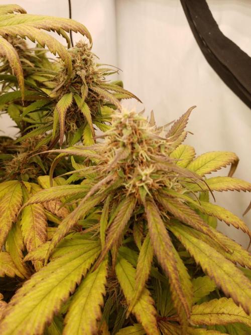 Strawberry Gorilla. Week 8
