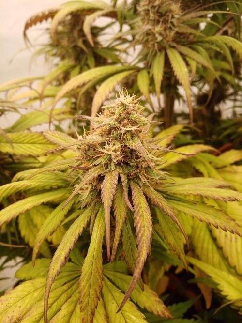 Strawberry Gorilla. Week 8
