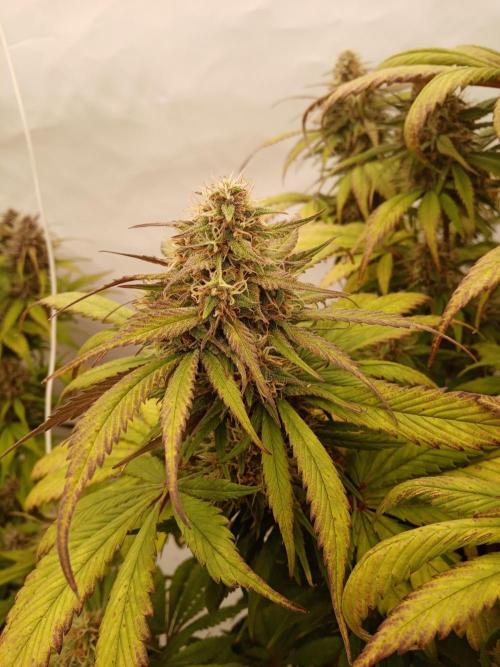 Strawberry Gorilla. Week 8