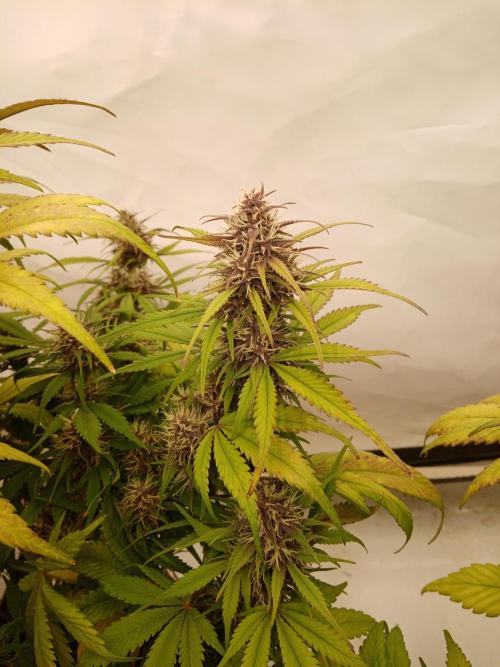 Strawberry Gorilla. Week 8