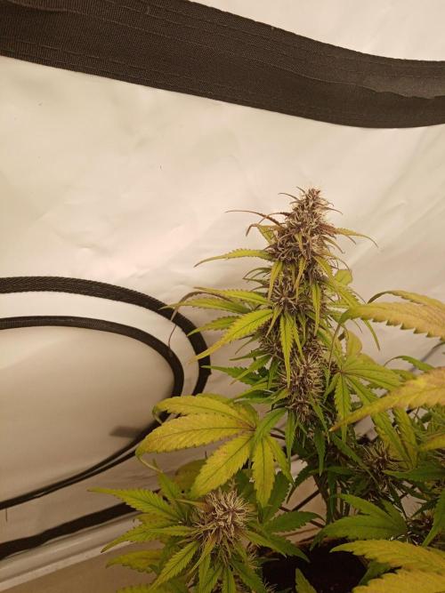 Strawberry Gorilla. Week 8