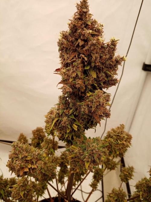Strawberry Gorilla. Week 9