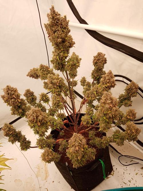Strawberry Gorilla. Week 9