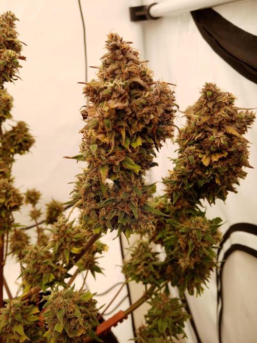 Strawberry Gorilla. Week 9