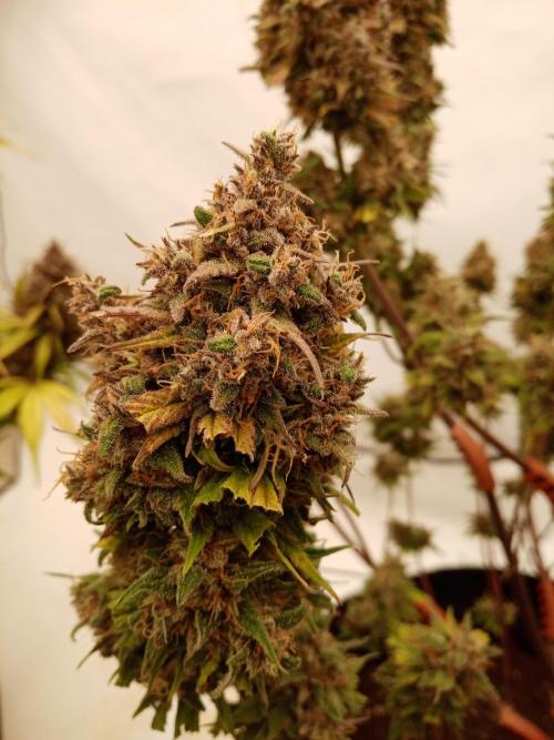 Strawberry Gorilla. Week 9