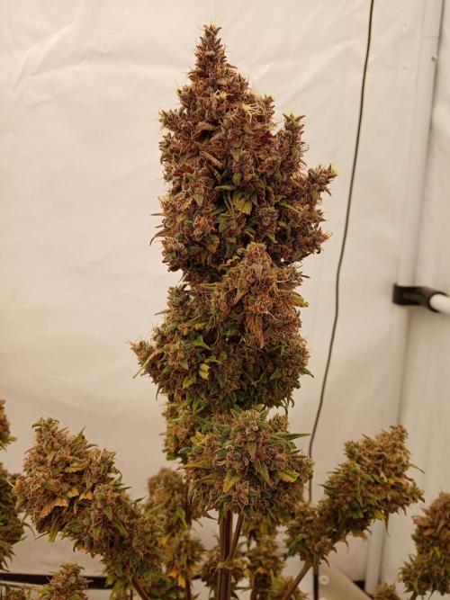 Strawberry Gorilla. Week 9