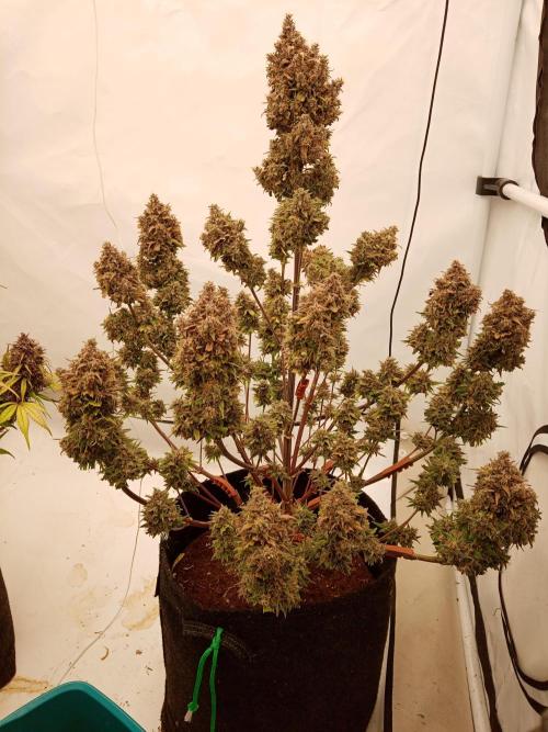 Strawberry Gorilla. Week 9